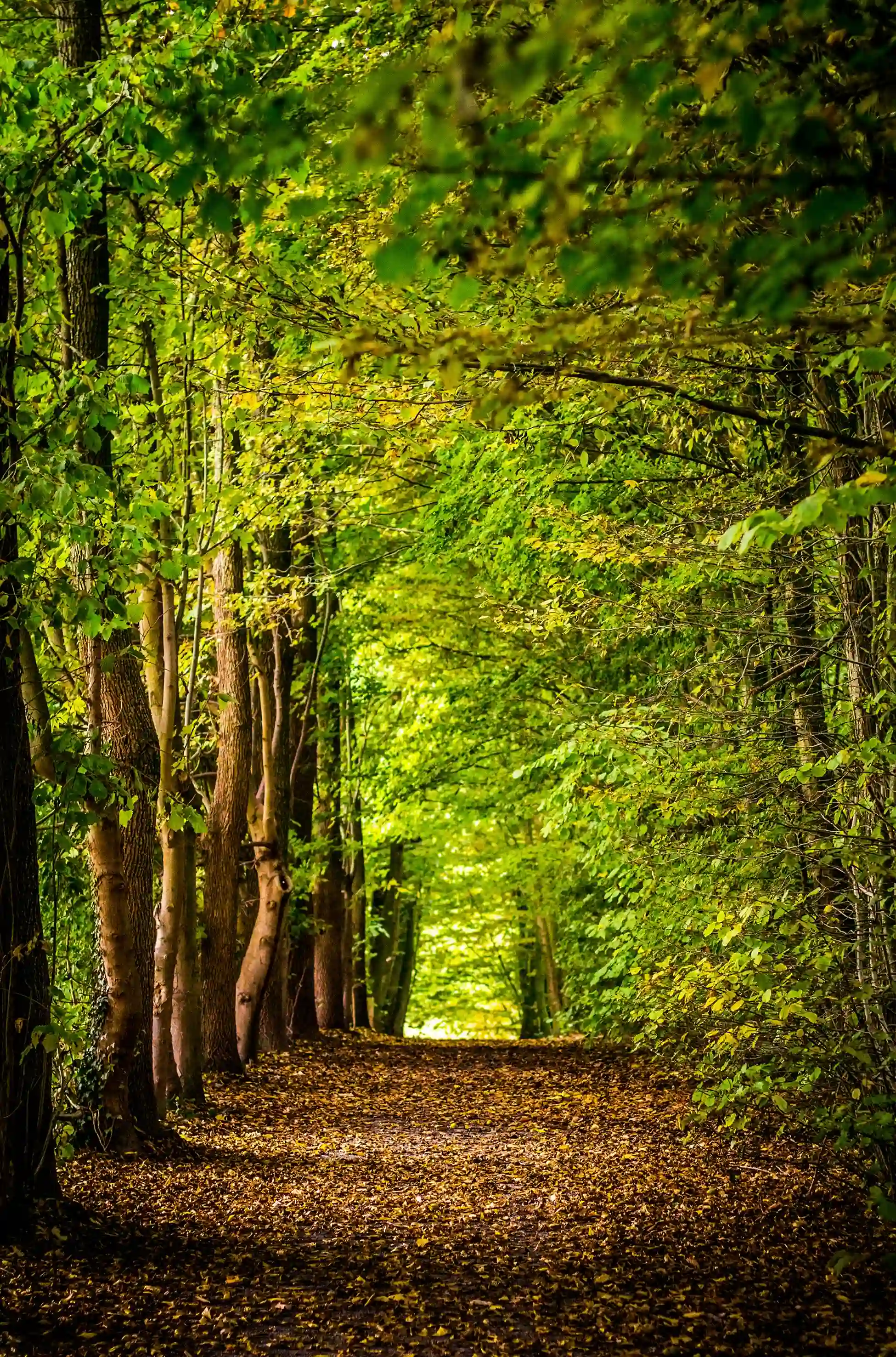 Foto Arboles