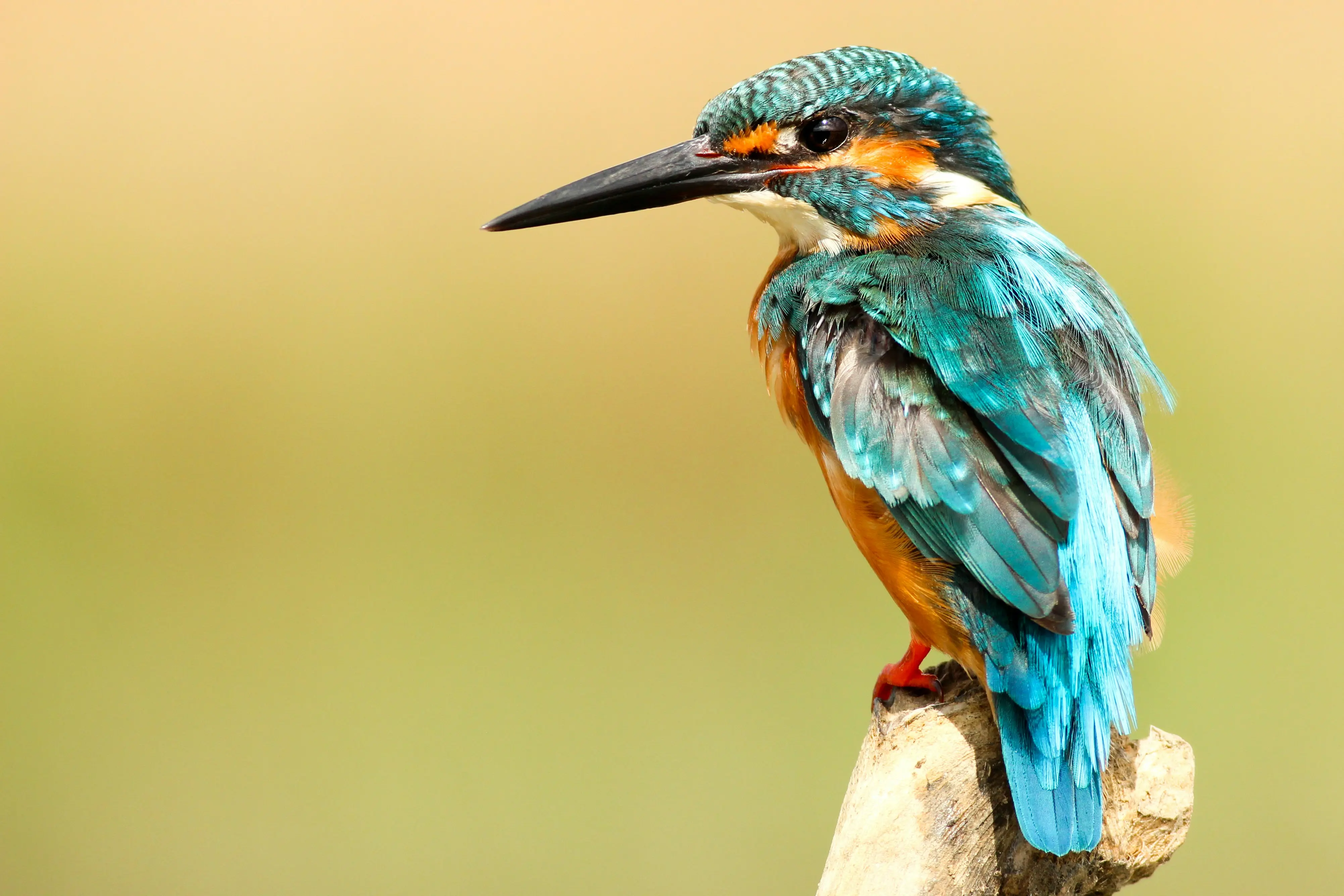 Foto Pajarito