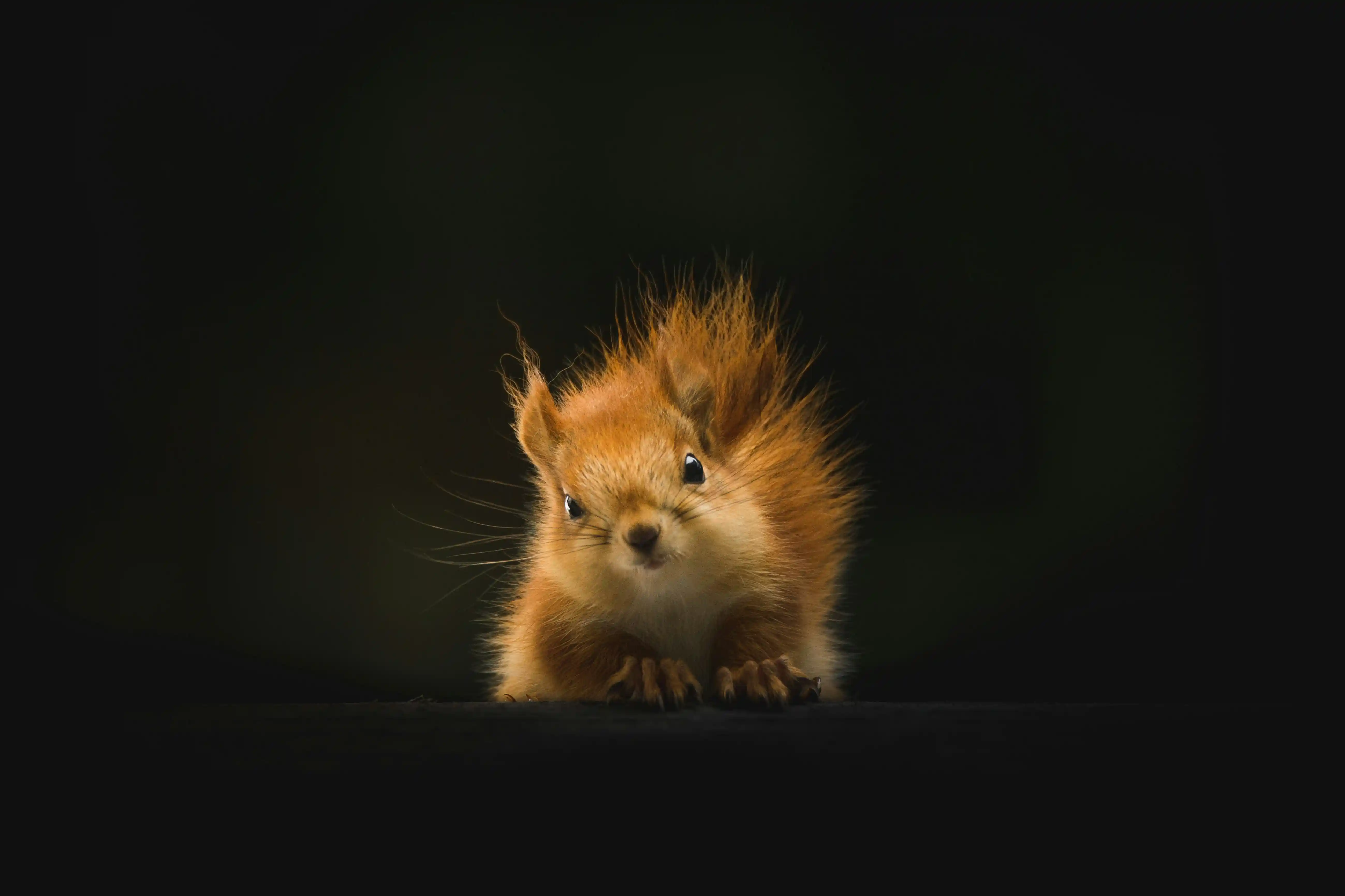 Foto Ardilla